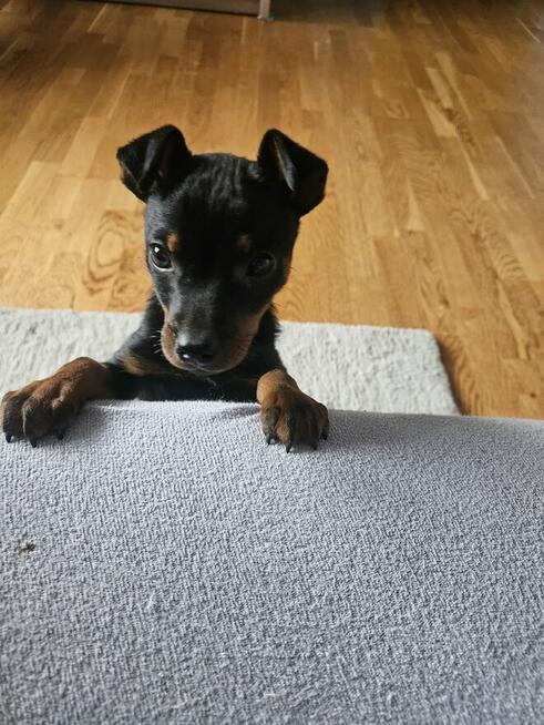 Piesek pinczer sarenka