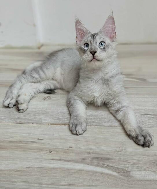 Kenai - przystojny kocurek Maine Coon