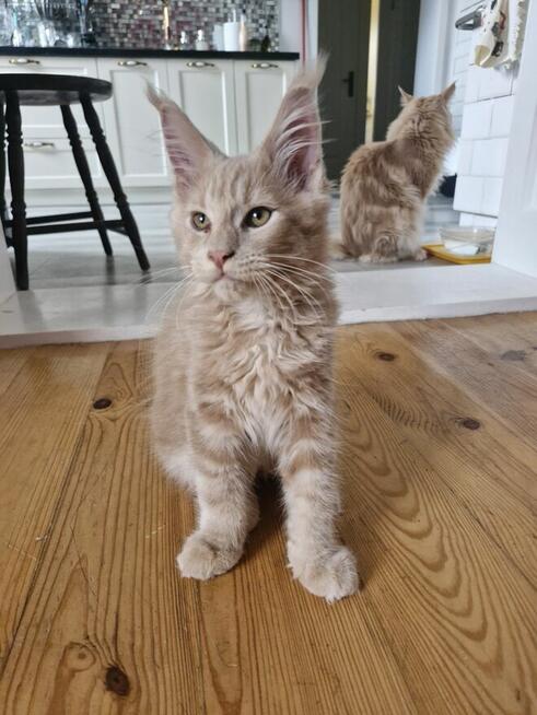 Kocięta Maine Coon