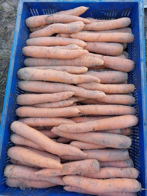 Marchew jadalna i odpadowa