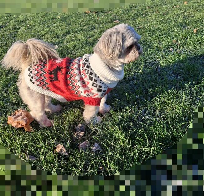 Lhasa apso slodkie maluszki