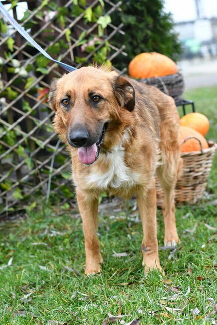 Trójłapek Haker prosi o kochający domek!