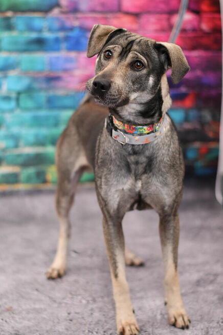 Radosny Wolf szuka aktywnego domku!