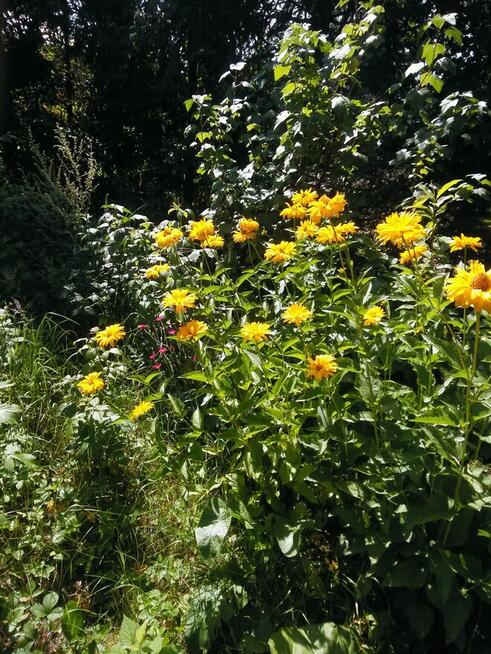 Kaszuby dom z dużą zagospodarową działką