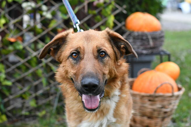 Trójłapek Haker prosi o kochający domek!