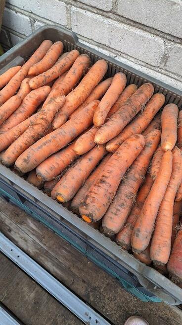 Marchew jadalna i odpadowa