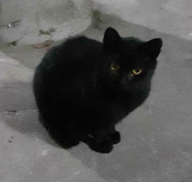 Szukamy domu tymczasowego dla czarnej kotki