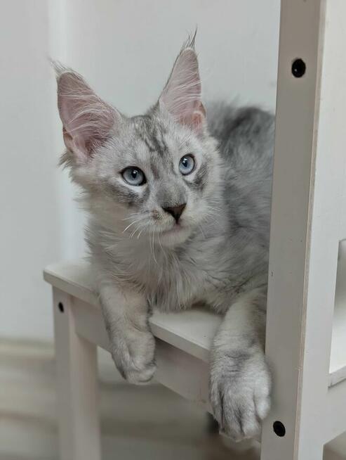 Kenai - przystojny kocurek Maine Coon