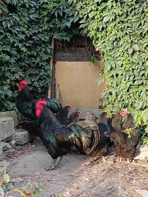 jajka lęgowe rasy leghorn, zielononóżka, marans - i inne