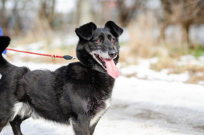 Nieduży Patyk, wesoły, pełen energii psiak!