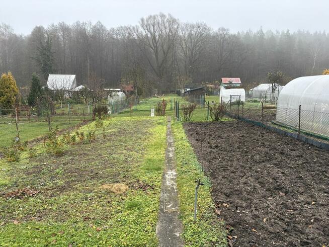 ODSTĄPIĘ DZIAŁKĘ ROD w MRĄGOWIE