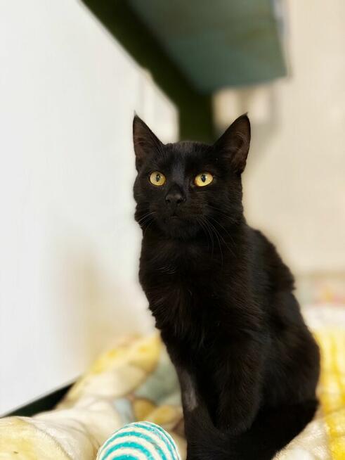 6 miesięczny kociak Gizmo szuka domu