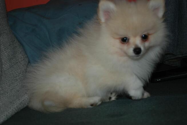 Szpic miniaturowy piesek i suczka