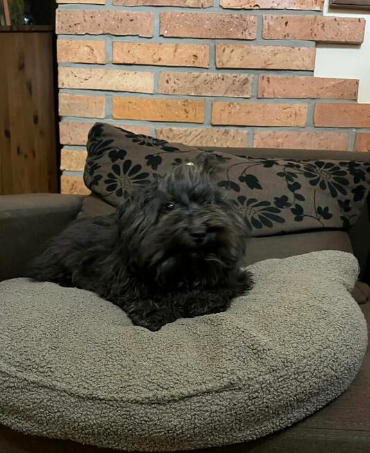 Russkaya Tsvetnaya Bolonka sunia Hawana