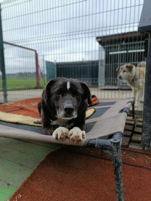Wania - cudowny, ciepły, kochany psiak!