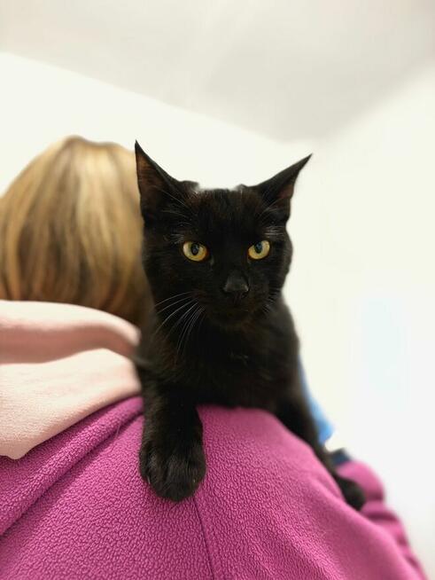 6 miesięczny kociak Gizmo szuka domu