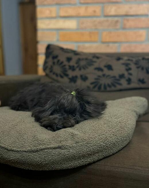 Russkaya Tsvetnaya Bolonka sunia Hawana