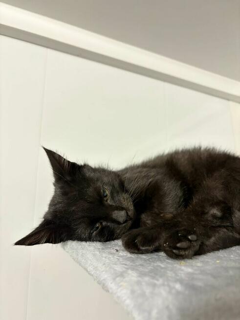 Kusy - najsmutniejsze kocię w schronisku!