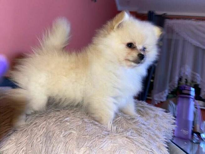 Szpic miniaturowy piesek i suczka