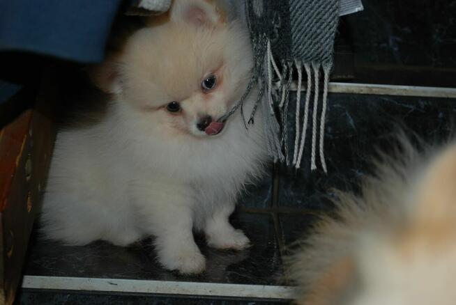 Szpic miniaturowy piesek i suczka