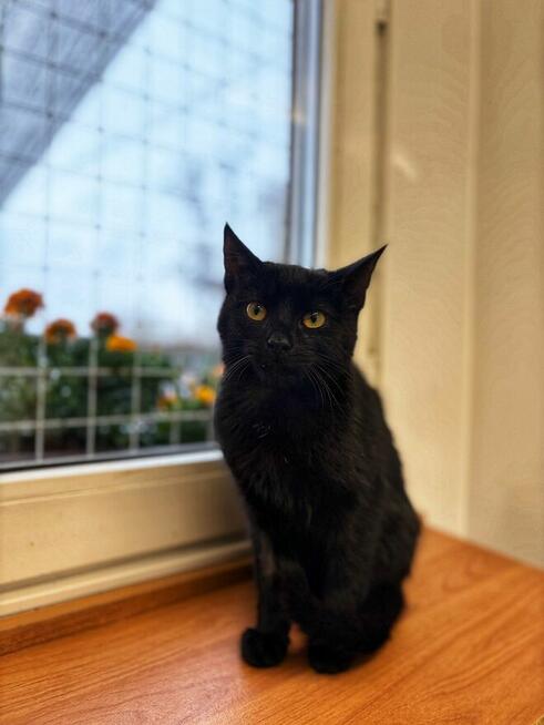 6 miesięczny kociak Gizmo szuka domu