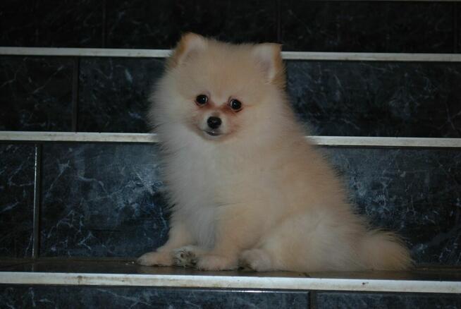 Szpic miniaturowy piesek i suczka