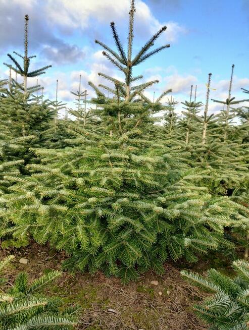Choinki Jodła Kaukaska 180–300 cm– Hurt- z własnej plantacji