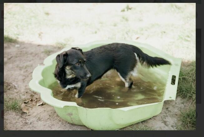 9 miesięczna Pępula, łągodna i kochana sunia!