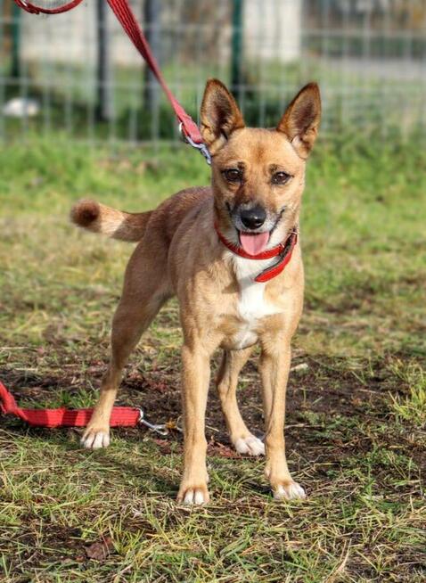 Energiczna mikropsinka Bella