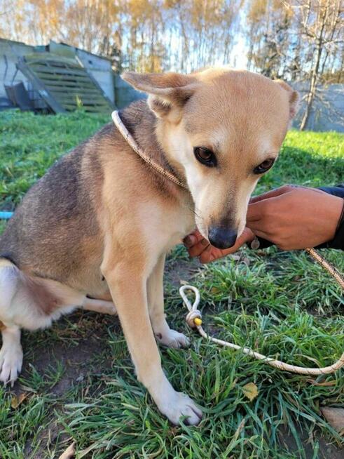 Delikatna, łagodna BRITA szuka kochającego domu !!