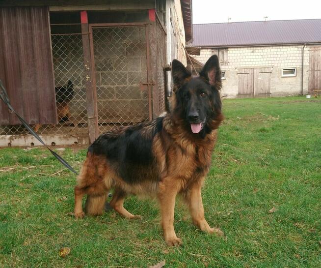 Owczarki niemieckie- szczenięta