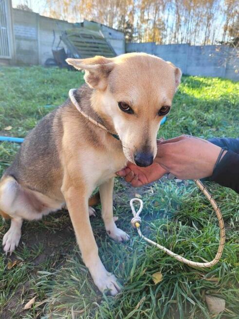 Delikatna, łagodna BRITA szuka kochającego domu !!