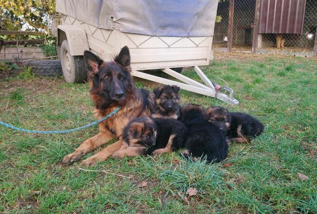 Owczarki niemieckie- szczenięta