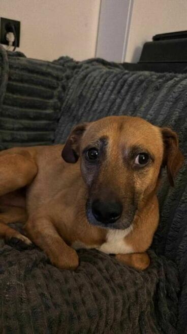 Spokojny, cudny MISIO pilnie szuka domu !! Do adopcji !!