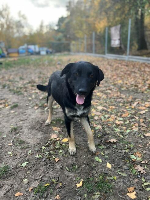 10 miesięczny Majlo - wesoły, przyjazny szczeniak!