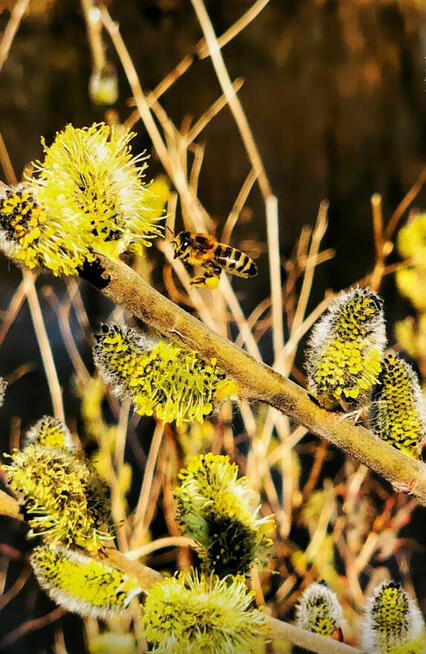 Chętnie wykonam zdjęcia, fotografia, sesje zdjęciowe