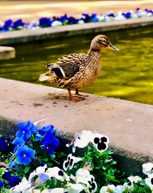 Chętnie wykonam zdjęcia, fotografia, sesje zdjęciowe