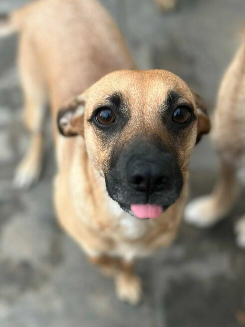 Dusia - filigranowa, kochana, fantastyczna sunia!