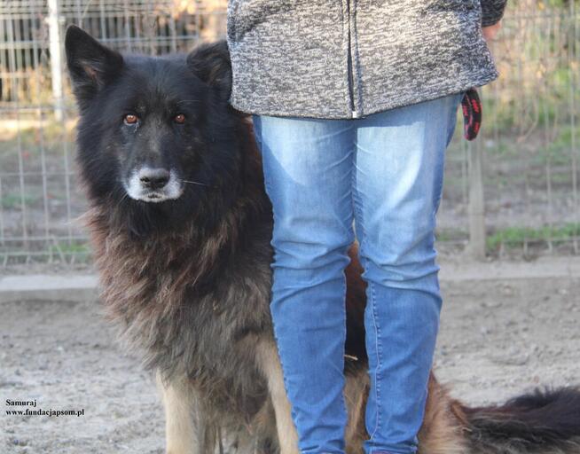 Samuraj sporych rozmiarów spokojny pies