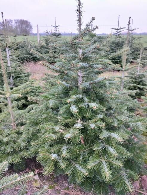 Choinki Jodła Kaukaska 180–300 cm– Hurt- z własnej plantacji