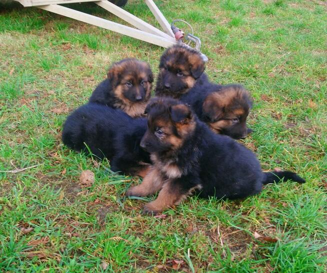 Owczarki niemieckie- szczenięta