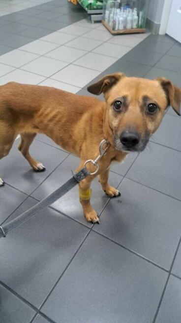 Porzucony, cudny MISIO pilnie szuka domu !! Do adopcji !!