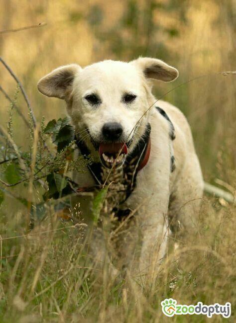BORYSEK - kochany psiak szuka domu na jesień życia
