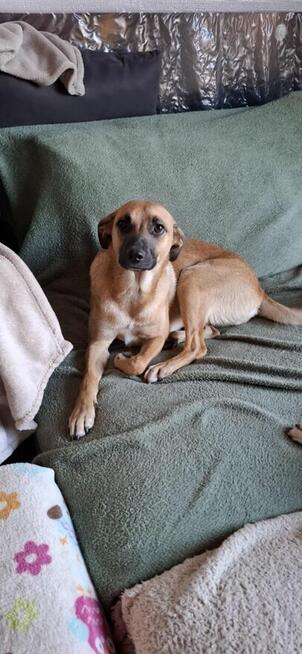 Dusia - filigranowa, kochana, fantastyczna sunia!