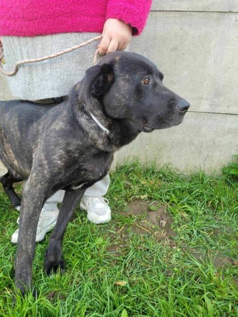 Piękna, spokojna FIBI szuka domu !! Do adopcji !!