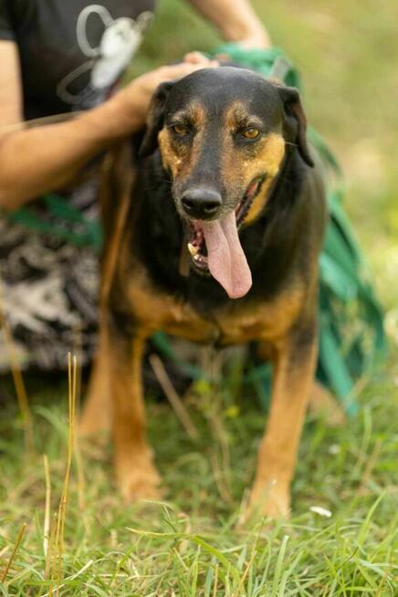 Pogodny, spokojny NADIR w typie gończego szuka domu !!