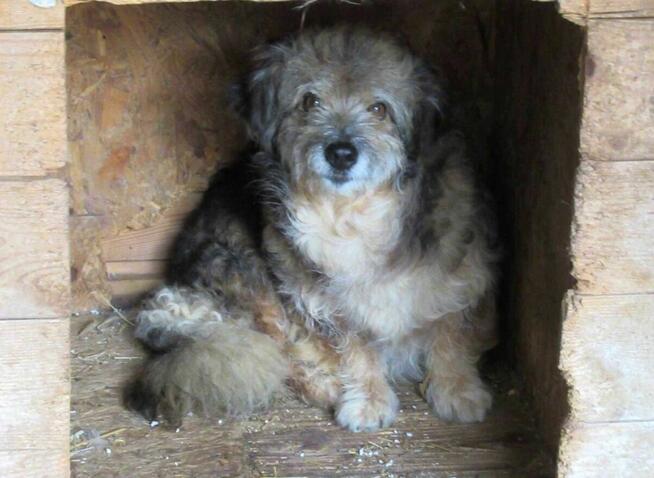 Nieśmiały, uroczy LOCZEK szuka domu !! Do adopcji !!