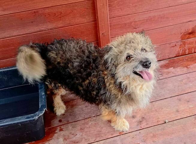 Niewielki, uroczy LOCZEK szuka domu !! Do adopcji !!