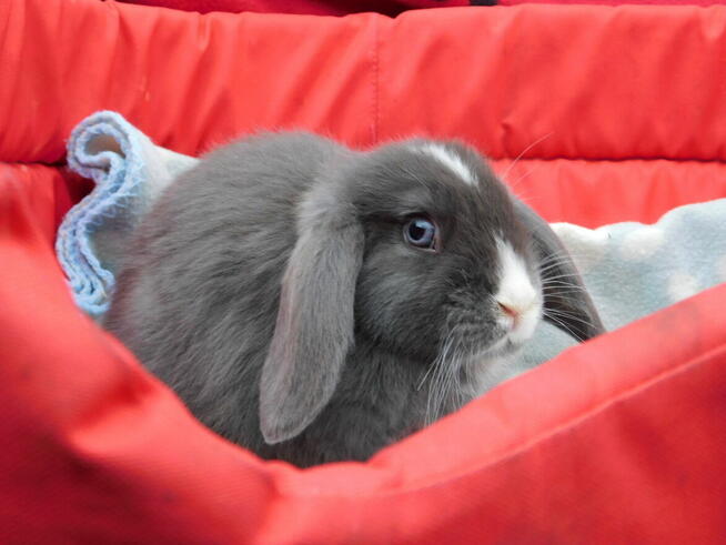 Niebieskie i beżowe baranki mini lop samiczki