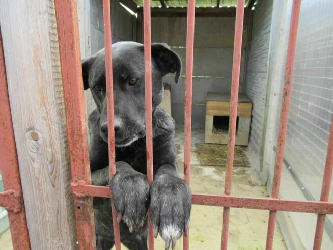 Piękna, spokojna FIBI szuka domu !! Do adopcji !!